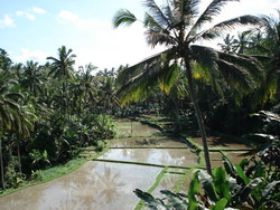 Rijstterras bij Tegalalang